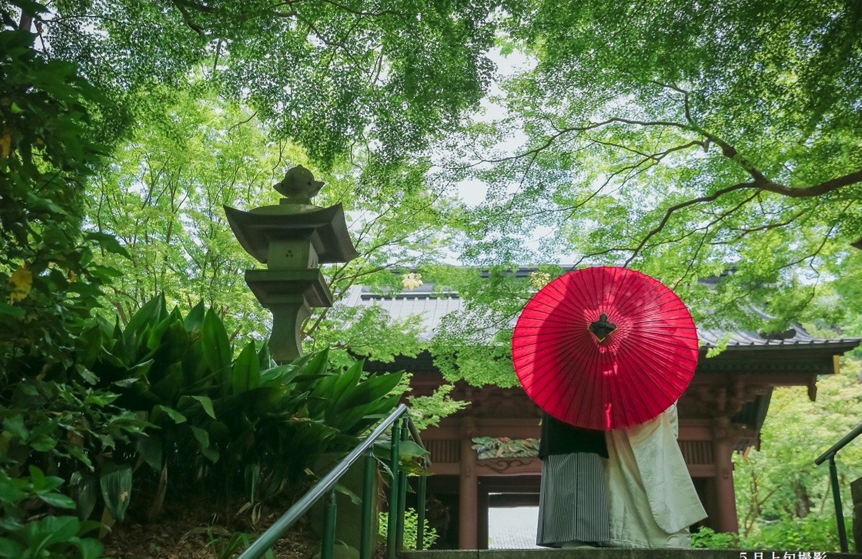 撮影写真